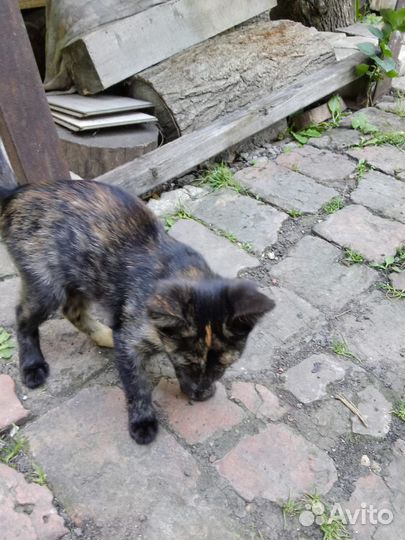 Котята-девочки