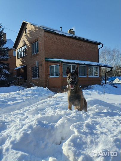 Вязка Бельгийская овчарка малинуа