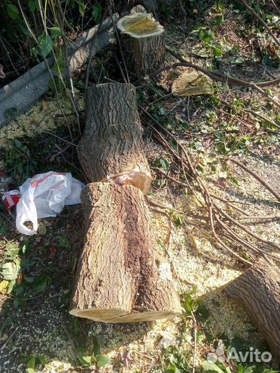 Спил деревьев