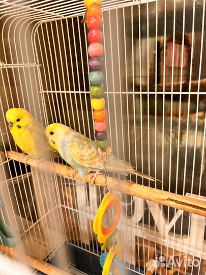 Продам Попугаев