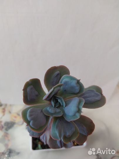 Суккуленты эхиверии головы на срез