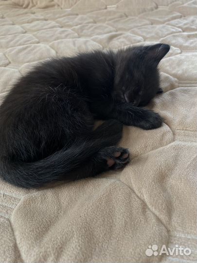 Котенка в добрые руки