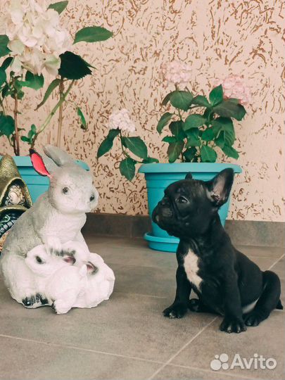 Французский бульдог