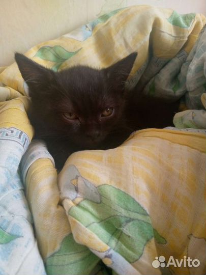 Кошка в дар бесплатно