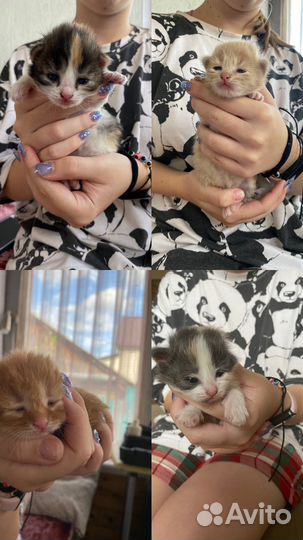 Котята