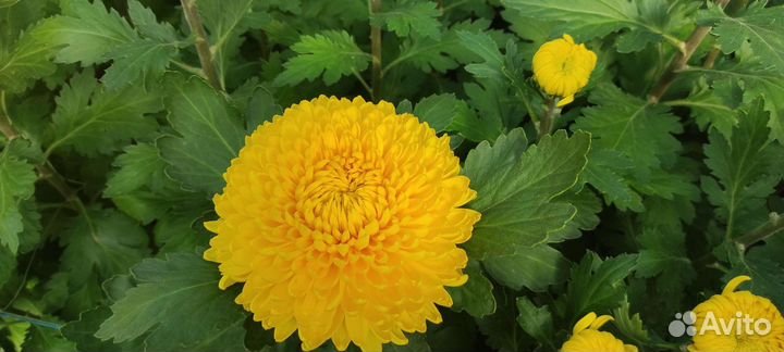 Хризантема