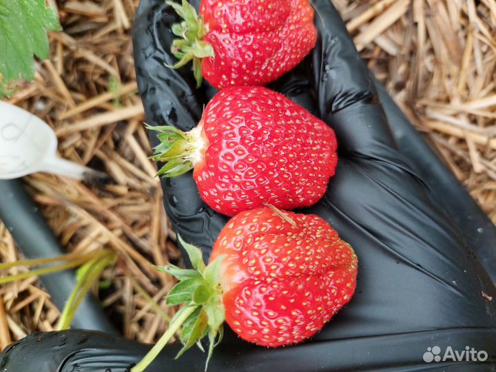 Саженцы Клубника фестивальная