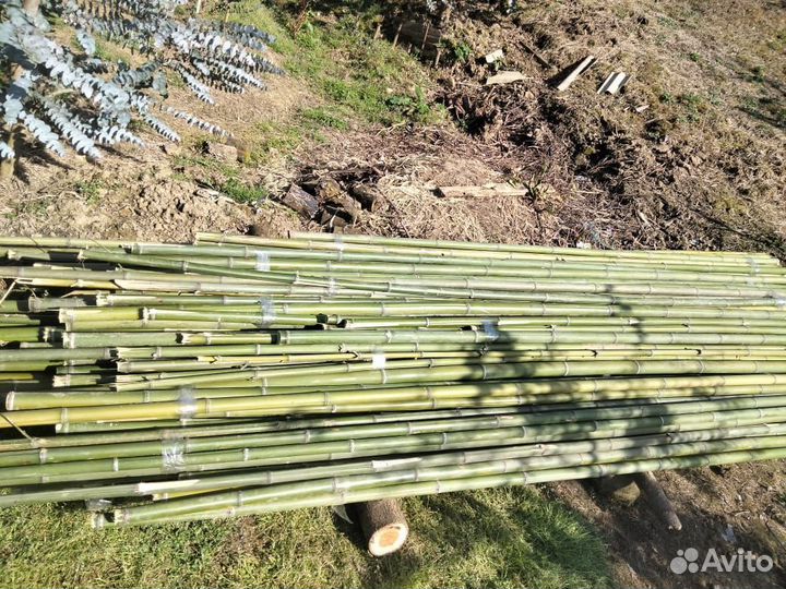 Ствол бамбука