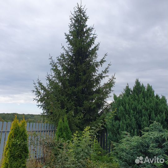 Ель обыкновенная