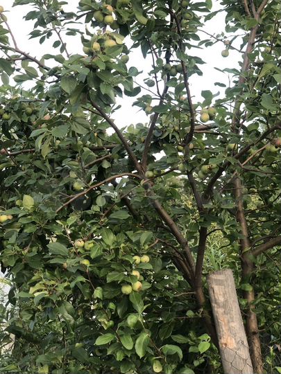 Дача 10 м² на участке 6,7 сот.