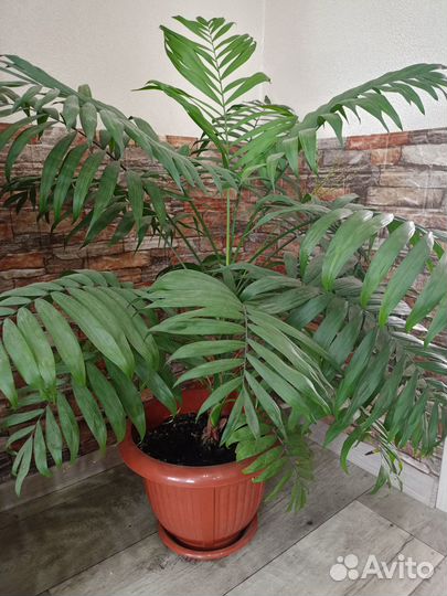 Комнатные цветы