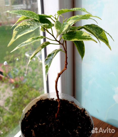 Фикус Кинки вариегатный кручёный ствол крона