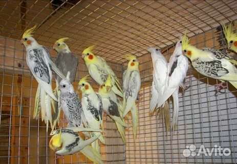 Попугаи оптом