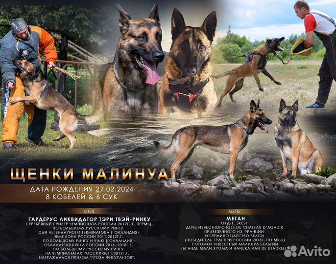 Щенки бельгийской овчарки (малинуа)