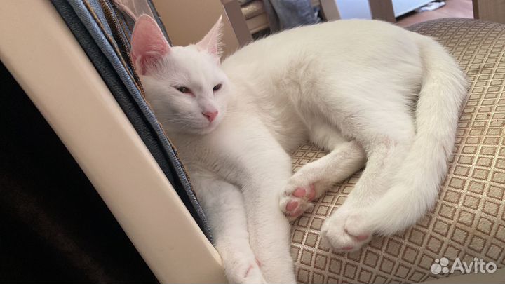 Аренда кошки-блогера