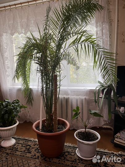 Комнатные цветы пальма