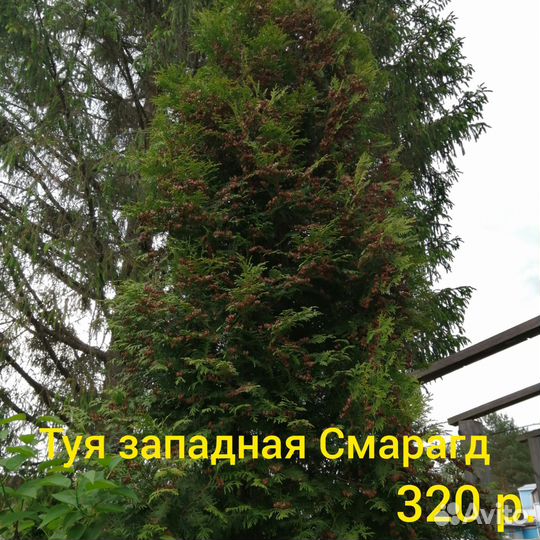 Ель голубая Глаука