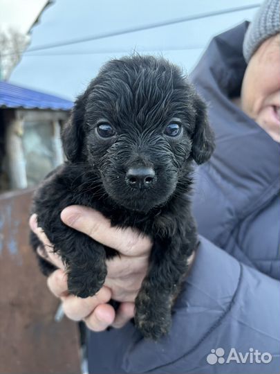 Русский охотничий спаниель щенки