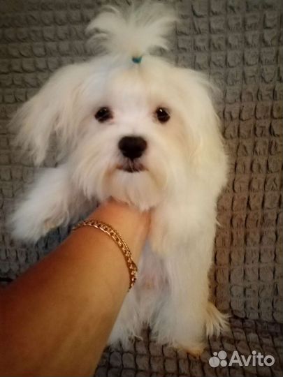 Девочка мальтезе подрощенная с докуменами РКФ