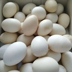 Инкубационное яйцо китайской шелковой курицы