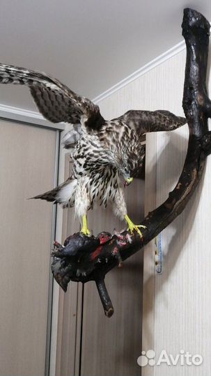 Изготовление чучел птиц