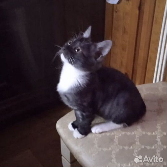 Котенок 2,5 месяца мальчик