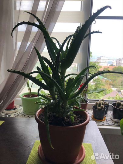 Комнатные цветы