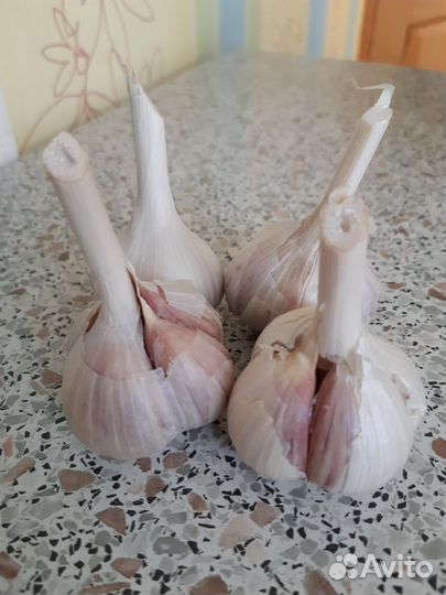 Чеснок озимый