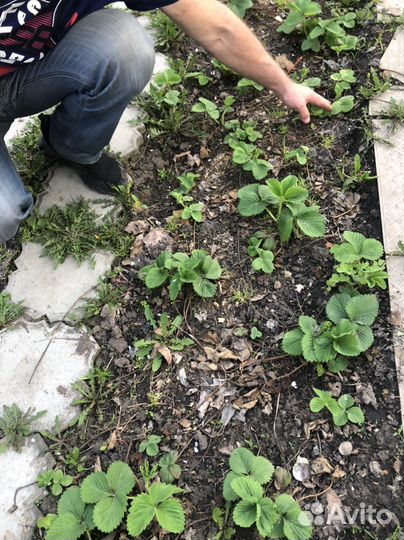 Клубника чамора туруси