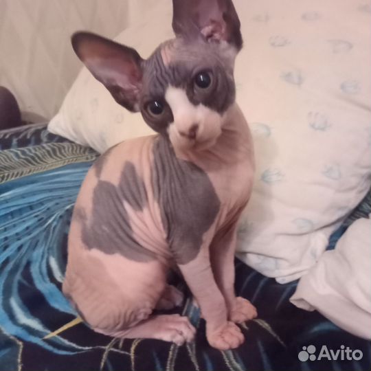 Канадский сфинкс котенок девочка