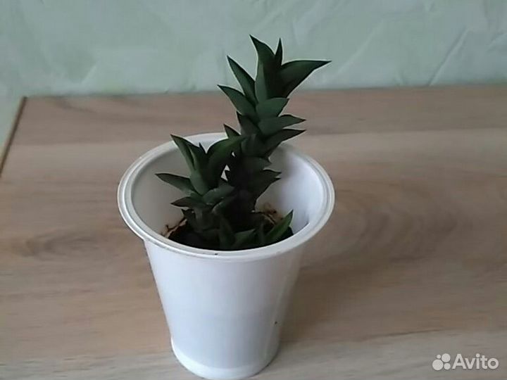 Суккуленты