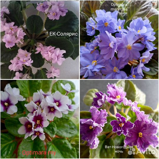 Сортовые фиалки