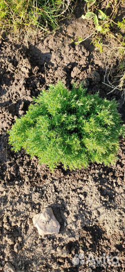 Туя западная Тедди, Медвежонок