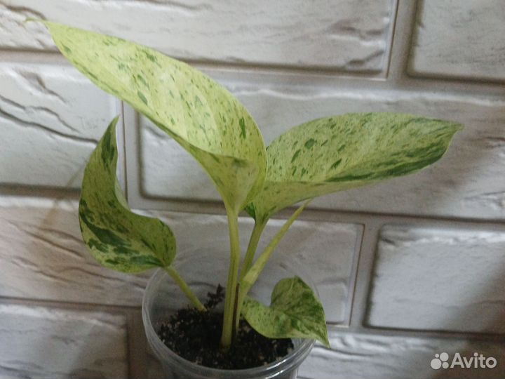 Сциндапсусы,Педилантус