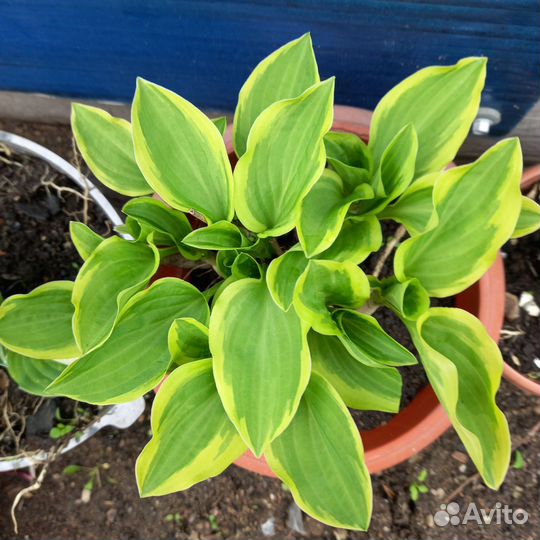 Многолетники для сада цветы