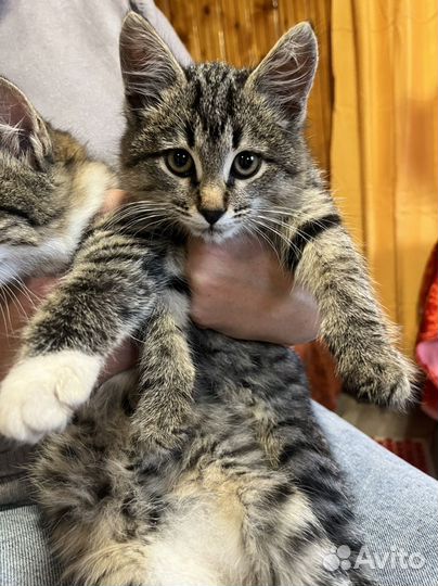 Котенок смешанный
