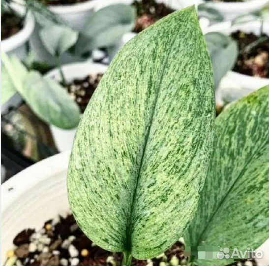 Сциндапсус минт