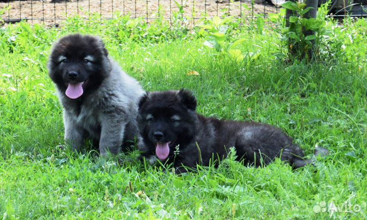 Щенки кавказской овчарки
