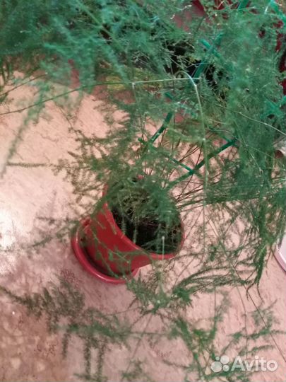 Аспарагус перистый