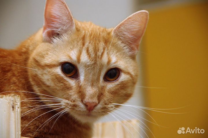 Котик Рыжик