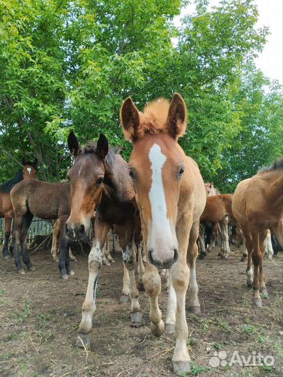 Производство кумыса