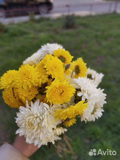 Хризантема мультифлора