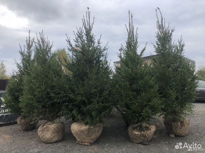 Посадка Крупномеров (Ель,Сосна,Кедр,Пихта)