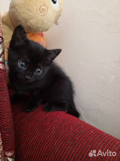 Котенок
