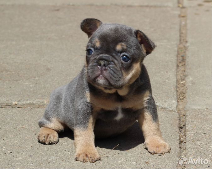 Французский бульдог
