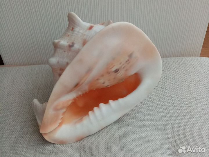 Ракушка