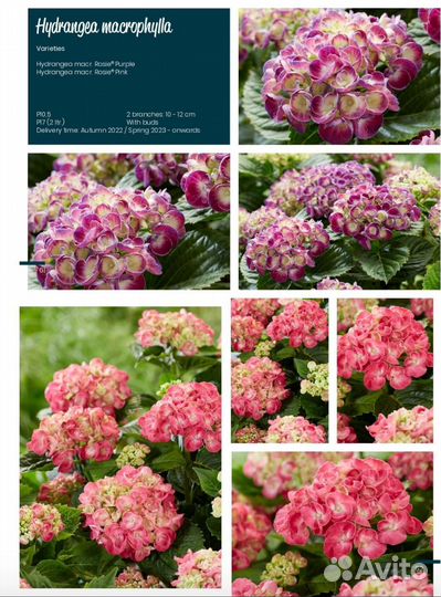 Гортензия крупнолистная