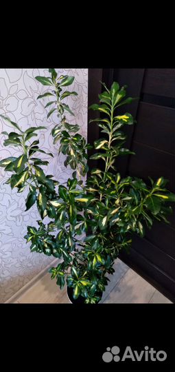 Бересклет Японский Ауреус