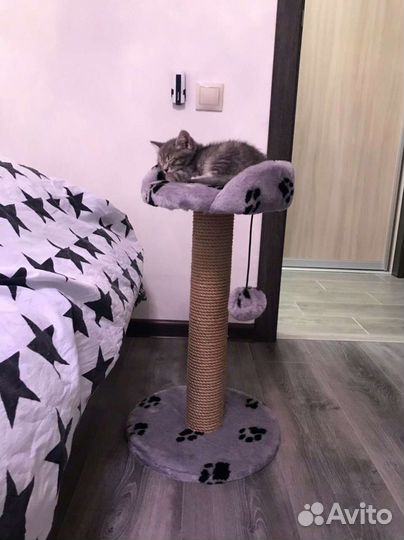 Когтеточка 