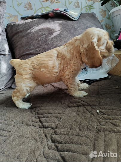 Кокер спаниель